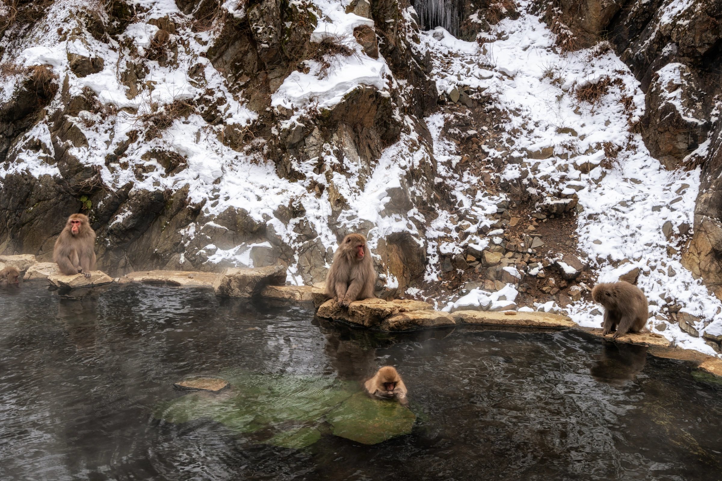 Jigokudani_Monkey_Park[1].webp